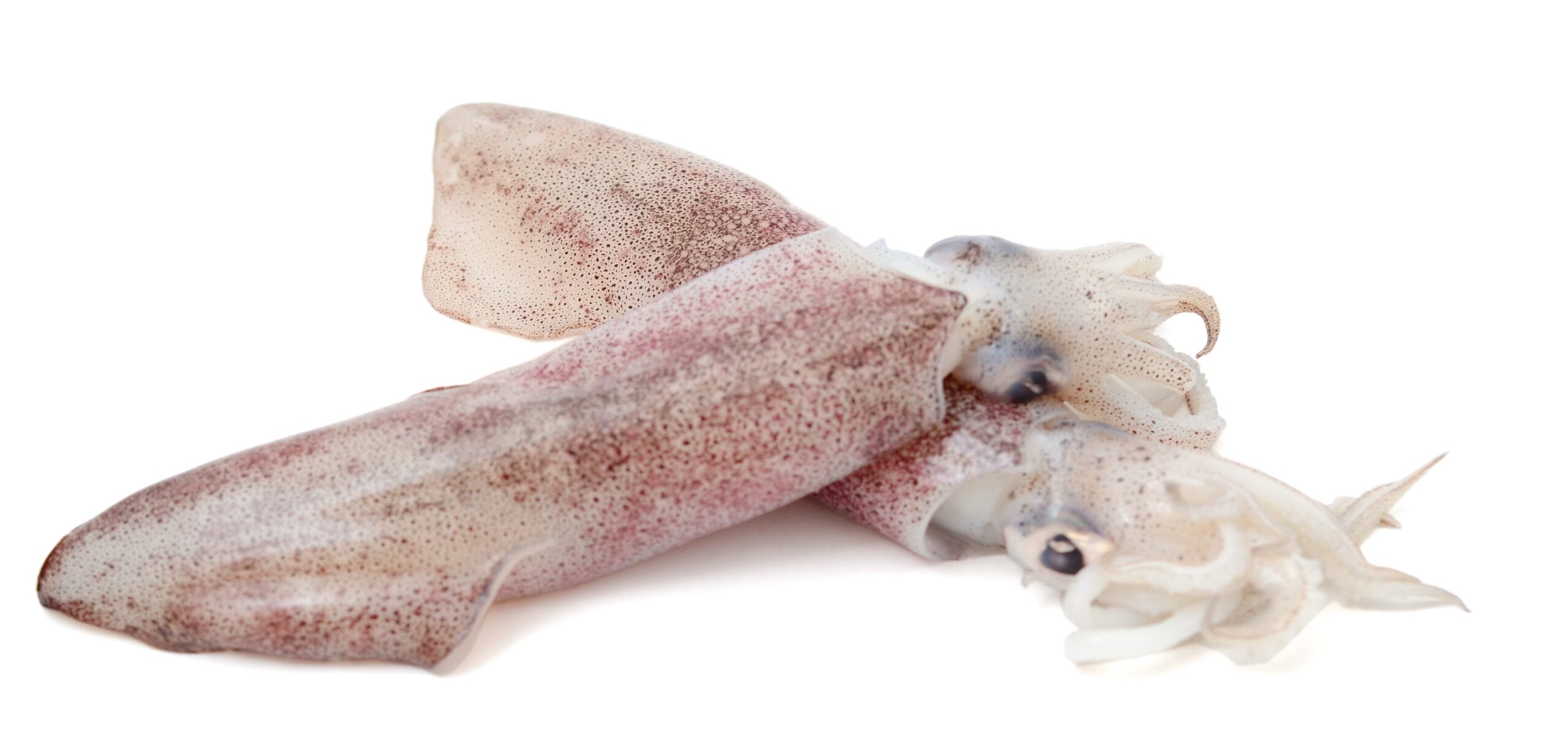 Loligo Squid