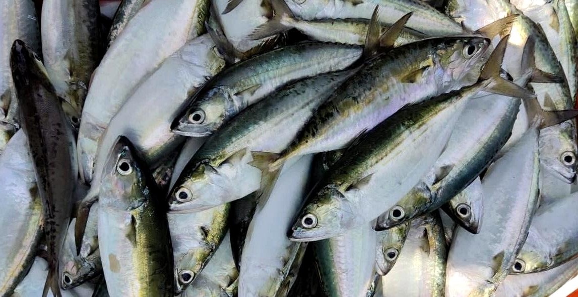 Indian Mackerel